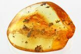 Detailed Fossil Aphid (Aphidoidea) and Plant Debris in Baltic Amber #372605-1